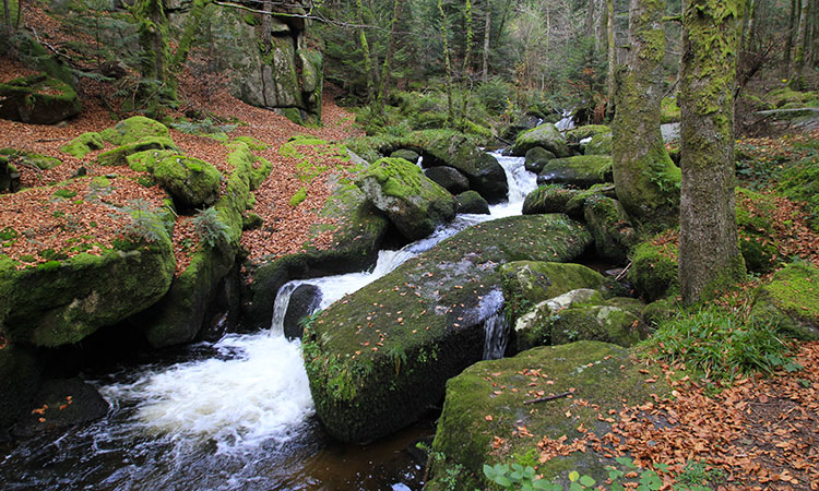 Le parc du Livradois-Forez : une destination cachée en Auvergne