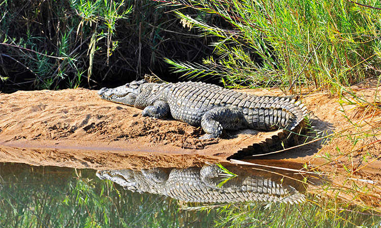 Crocodile Afrique du Sud