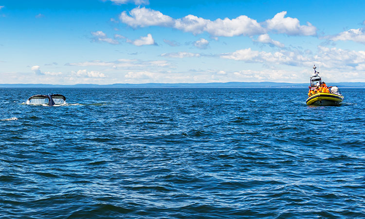 Baleines tadoussac