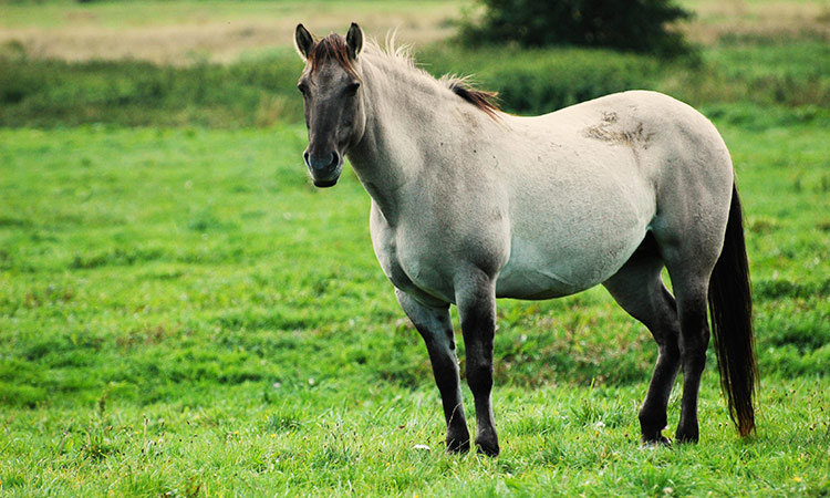 Foret Bialowieza Pologne