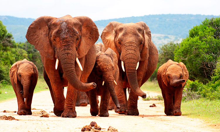 Éléphants Botswana