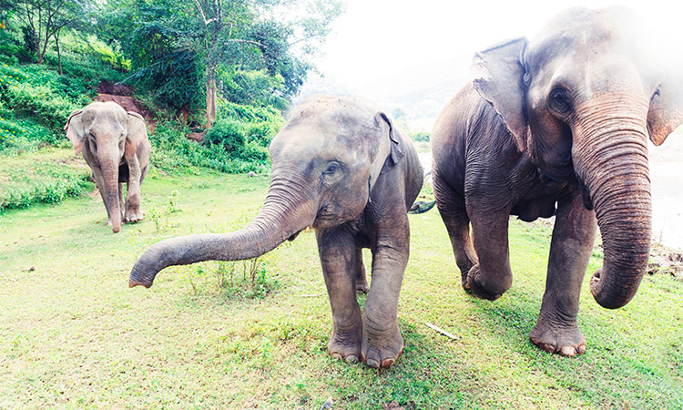 éléphants laos