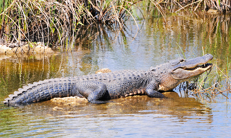 Alligator Everglades