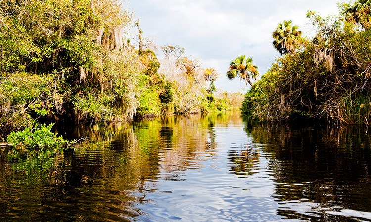 Everglades Floride