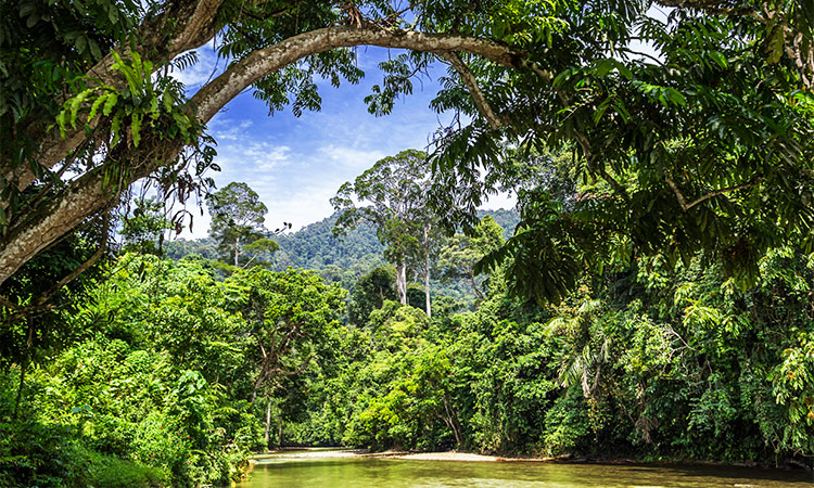 Parc National du Gunung Leuser