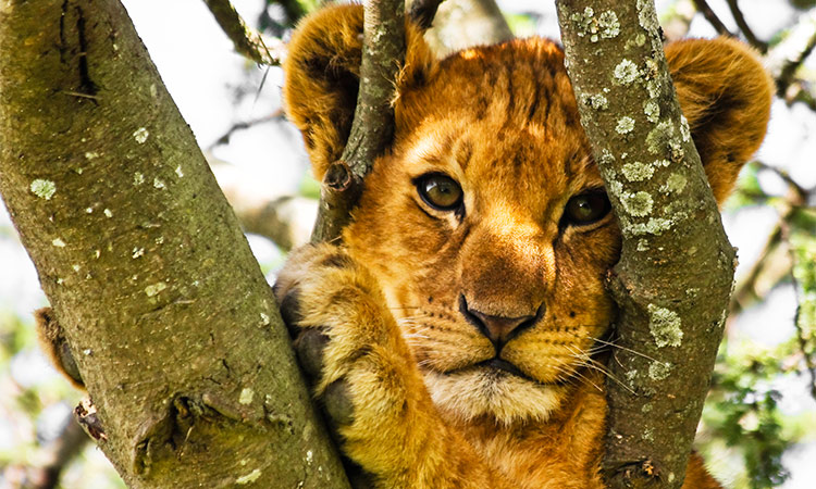 Lionceau dans un arbre