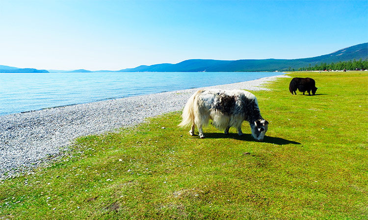 lac khovsgol mongolie