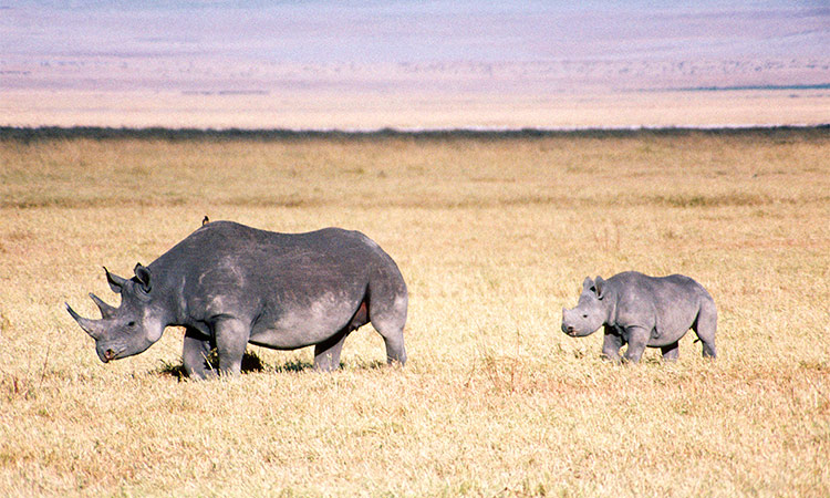 Rhinocéros noir namibie