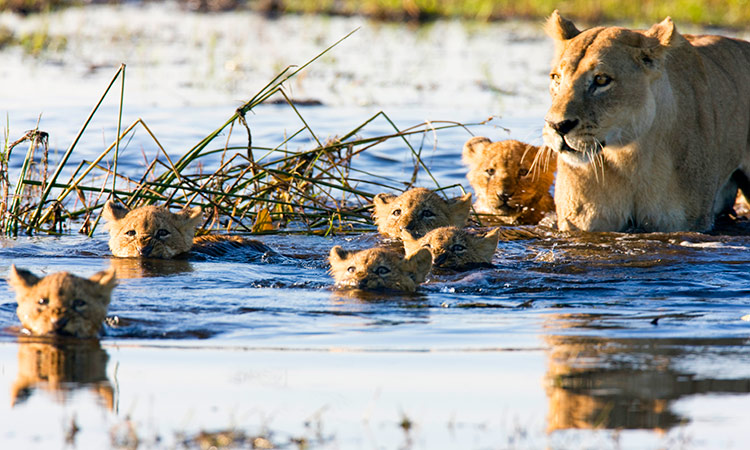 Delta Okavango Botswana