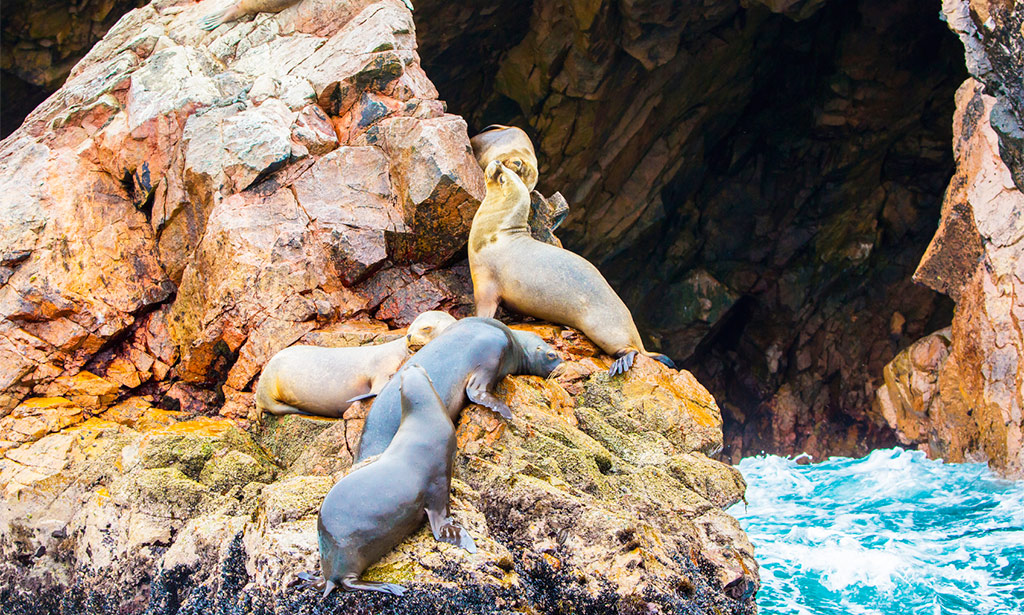 Otaries Ballestas