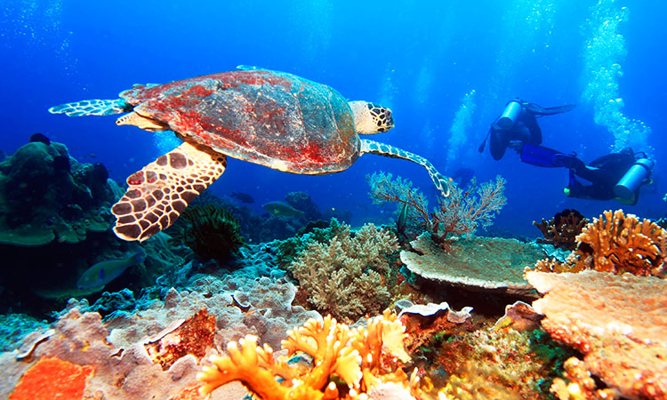 Plongée Maldives