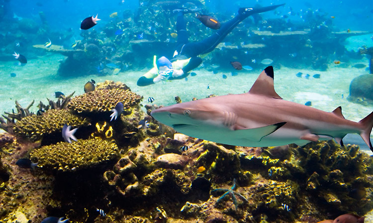 Requin Maldives
