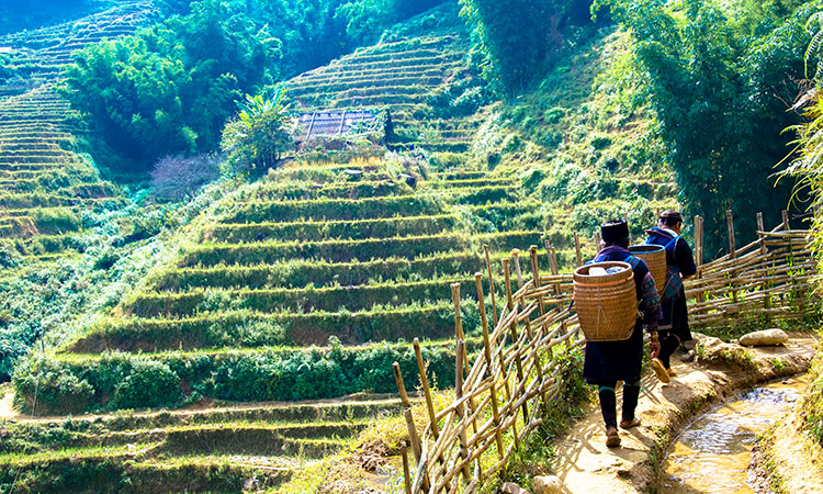 sapa rizieres vietnam