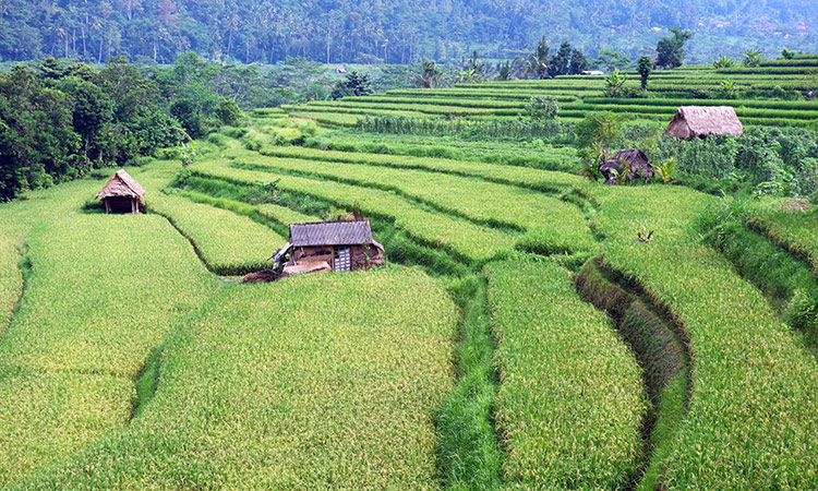 sidemen bali