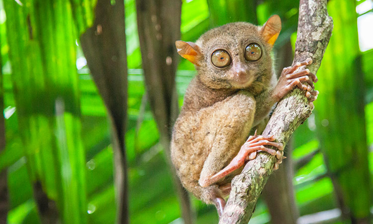 Tarsier Philippines