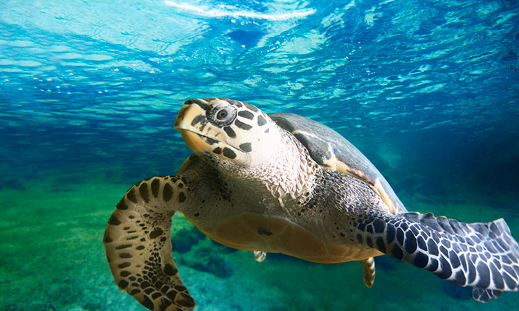 Tortue ile Maurice