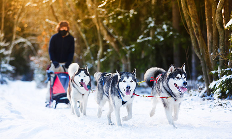 traineau a chiens canada