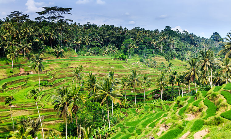 ubud rizieres