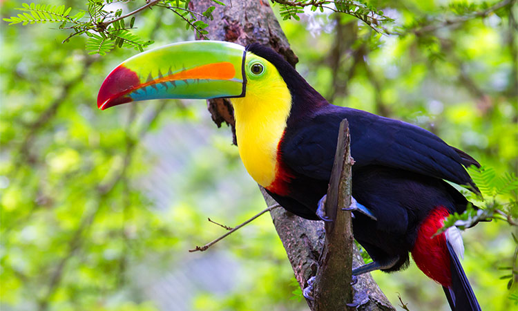 Toucan Corcovado