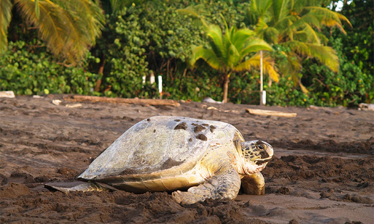 Tortue Tortuguero