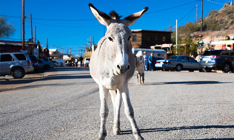 Oatman usa