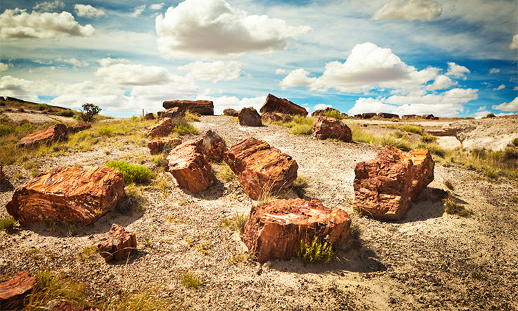 Petrified forest Arizona