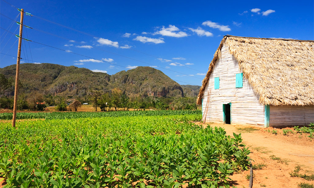 Plantation tabac Cuba