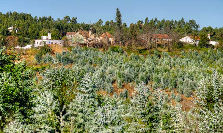 Profiter de la nature à Ferreira do Zêzere