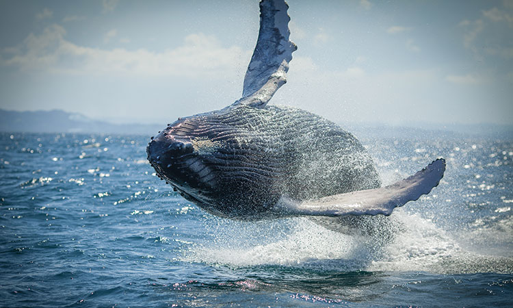 Rencontre avec les baleines