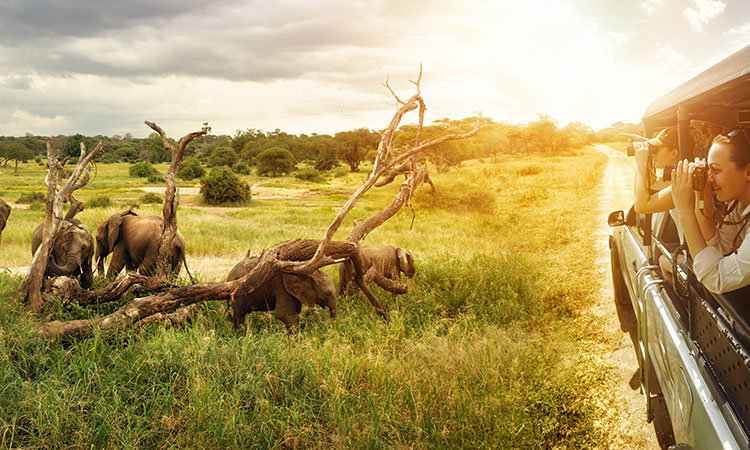 Safari Afrique