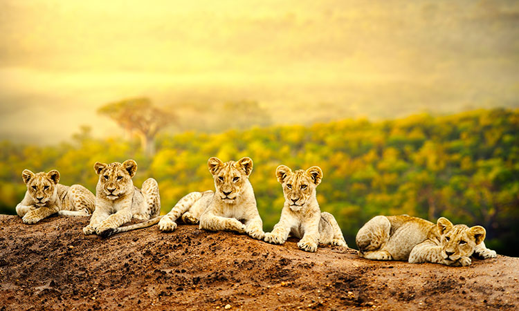 Un voyage responsable auprès des animaux