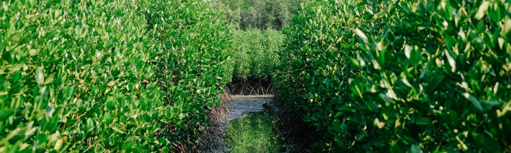  lih-la-region-des-sundarbans