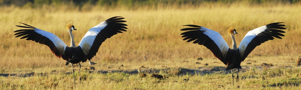  lih-le-hwange-national-park