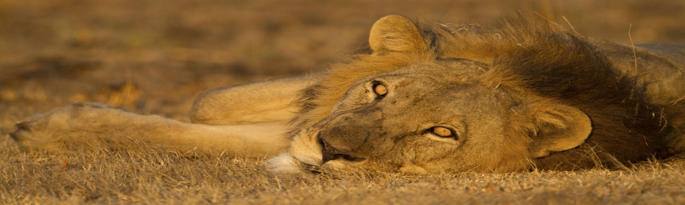 lih-parc-de-kafue