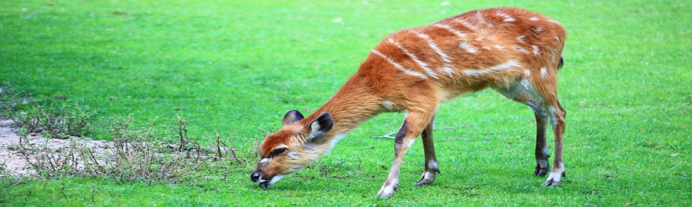 lih-parc-de-kasanka